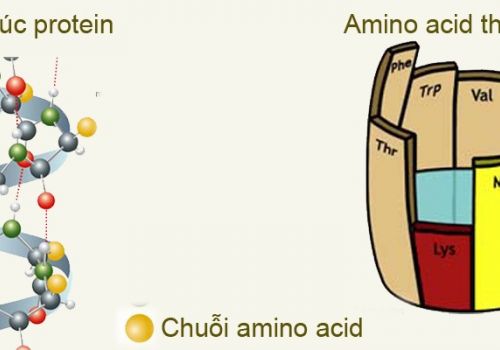 Amino Axit Là Gì? Vai Trò Của Amino Axit Đối Với Sức Khỏe Con Người